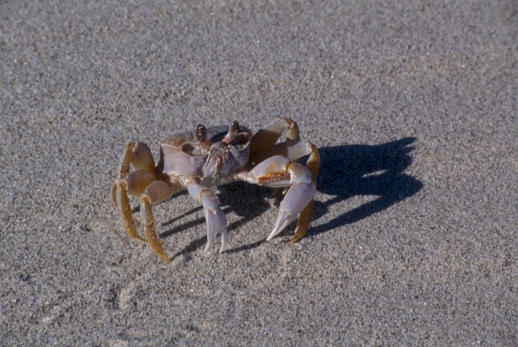 130-04.jpg - eine krabbe die kämpfen wollte